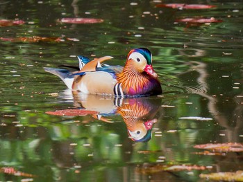 オシドリ 青葉山公園 2017年4月22日(土)