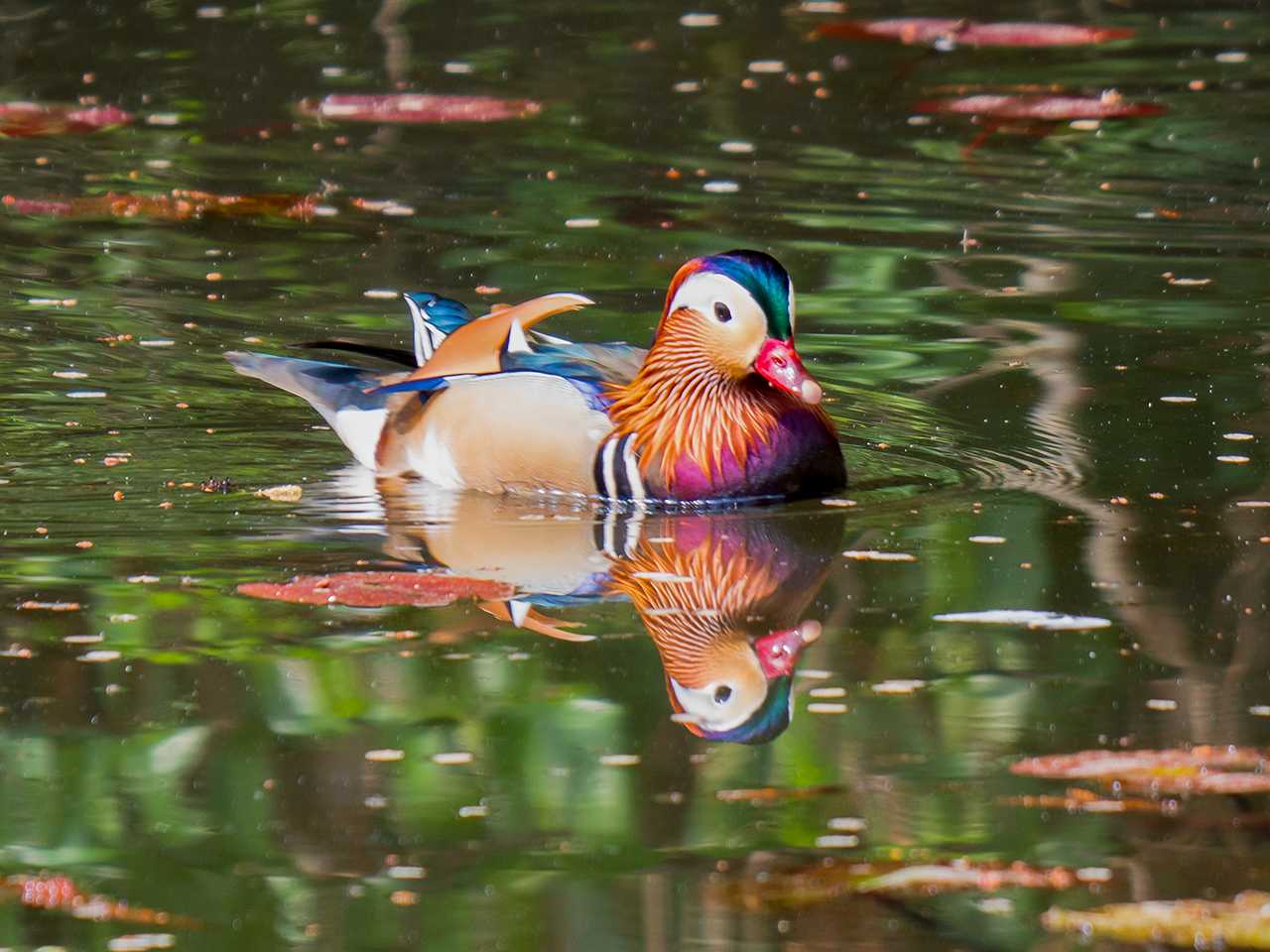 青葉山公園 オシドリの写真 by ごりぺん