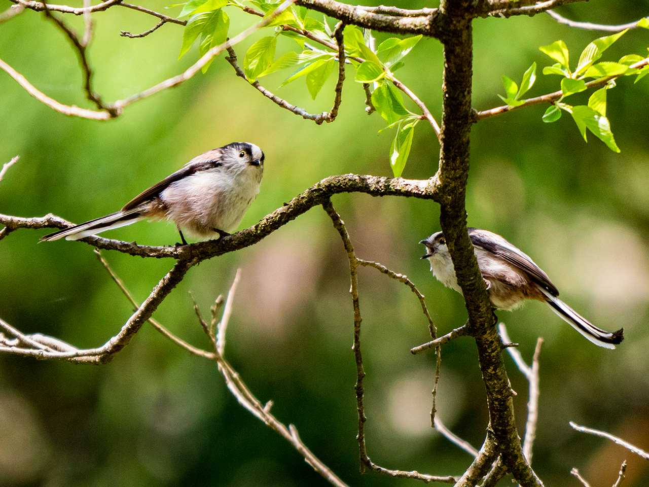 青葉山公園 エナガの写真 by ごりぺん