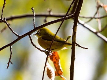 Warbling White-eye Miyagi Kenminnomori Sun, 4/23/2017