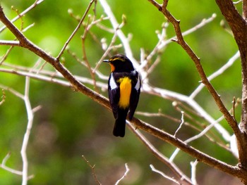 2017年4月23日(日) 宮城県民の森の野鳥観察記録