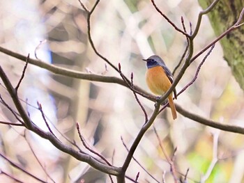 Thu, 12/16/2021 Birding report at 横浜市児童遊園地