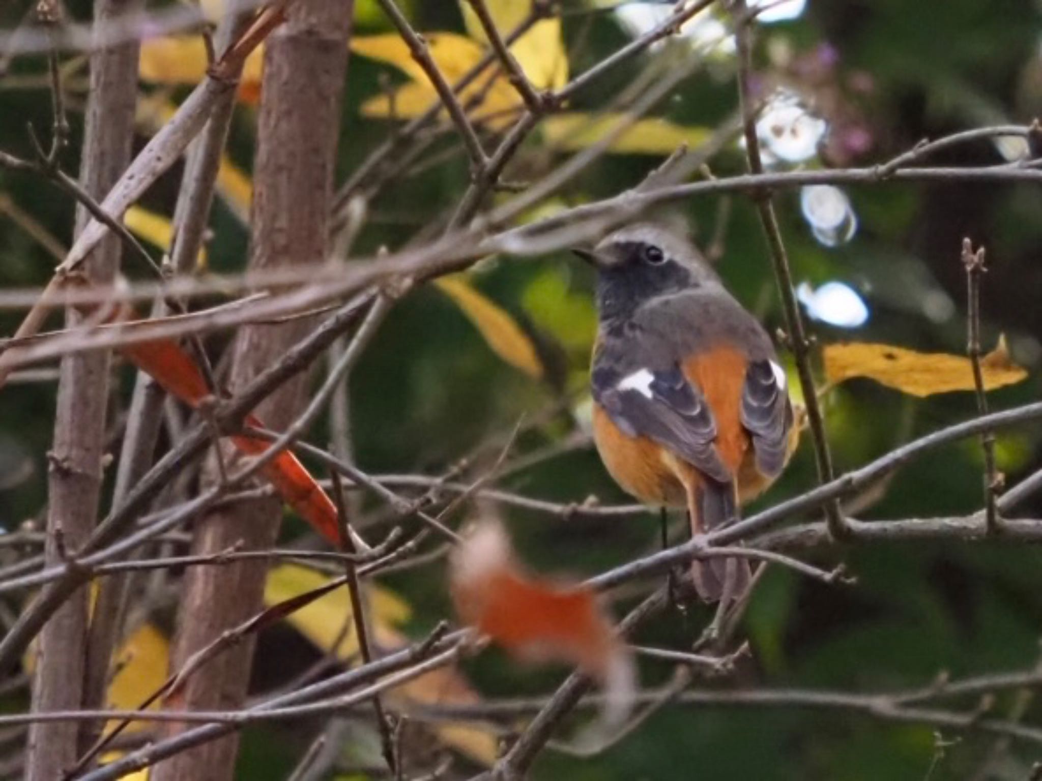 Daurian Redstart