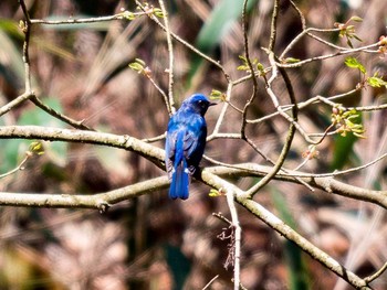 Blue-and-white Flycatcher Miyagi Kenminnomori Sun, 4/23/2017