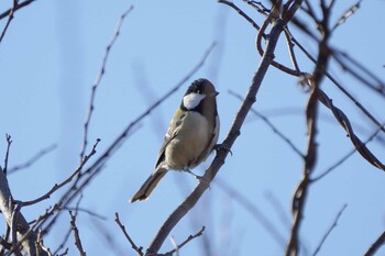 シジュウカラ 大麻生野鳥の森公園 2021年12月4日(土)