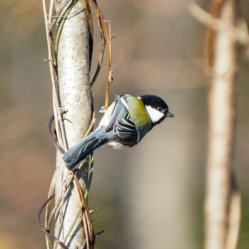 シジュウカラ 大麻生野鳥の森公園 2021年12月5日(日)