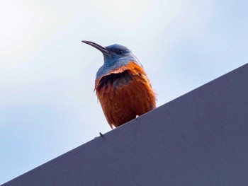 Blue Rock Thrush 宮城県仙台市・梅田川 Sun, 4/23/2017