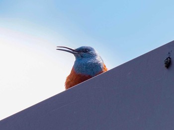 Blue Rock Thrush 宮城県仙台市・梅田川 Sun, 4/23/2017