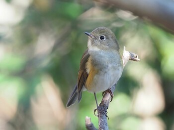 2021年12月14日(火) 幸田町の里山の野鳥観察記録