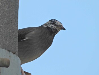 Sun, 12/12/2021 Birding report at 下永谷市民の森