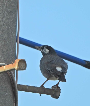 White-cheeked Starling 下永谷市民の森 Sun, 12/12/2021