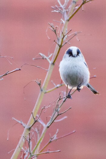 Long-tailed Tit 都内市街地 Mon, 12/13/2021