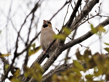 シメ 見沼自然公園 2021年12月16日(木)