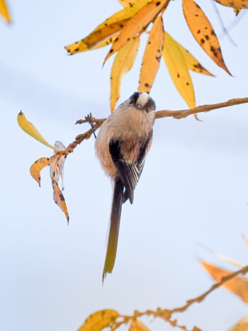 Long-tailed Tit 武庫川 Sat, 12/11/2021