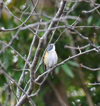 2021年12月16日(木) 甲山森林公園の野鳥観察記録