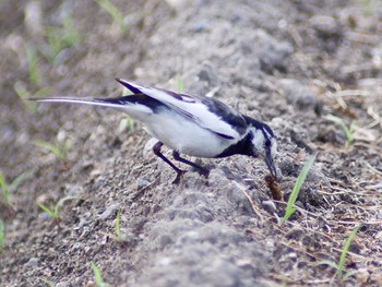 White Wagtail 奈良県奈良市 Sat, 6/3/2017