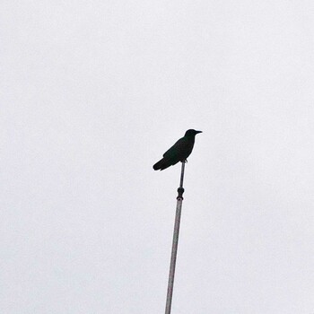 2021年12月12日(日) 成田山公園の野鳥観察記録