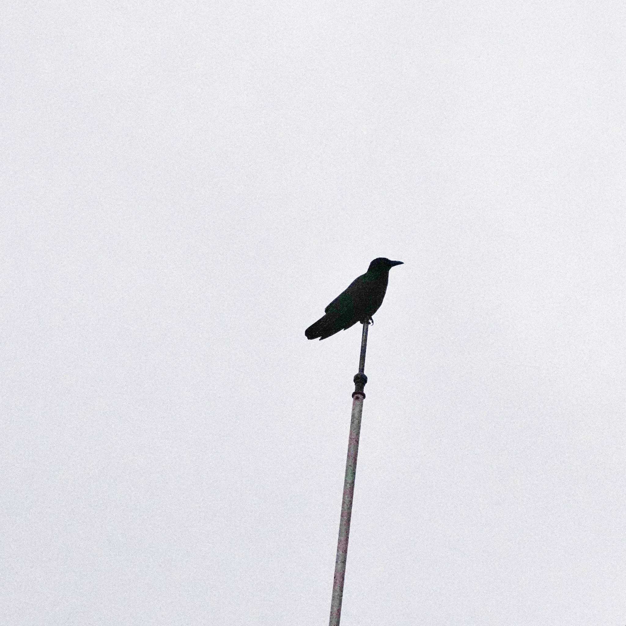 Photo of Carrion Crow at 成田山公園 by span265