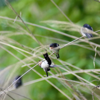 Barn Swallow 奈良県奈良市 Sat, 6/3/2017