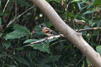 Brambling 井頭公園 Sun, 12/12/2021