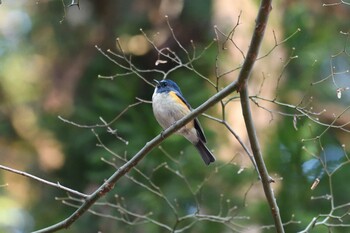 2021年12月12日(日) 井頭公園の野鳥観察記録