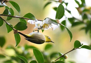 メジロ 鶴舞公園(名古屋) 2021年12月16日(木)