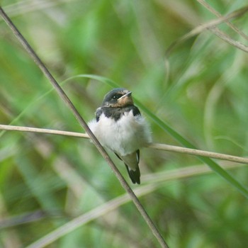 Barn Swallow 奈良県奈良市 Sat, 6/3/2017