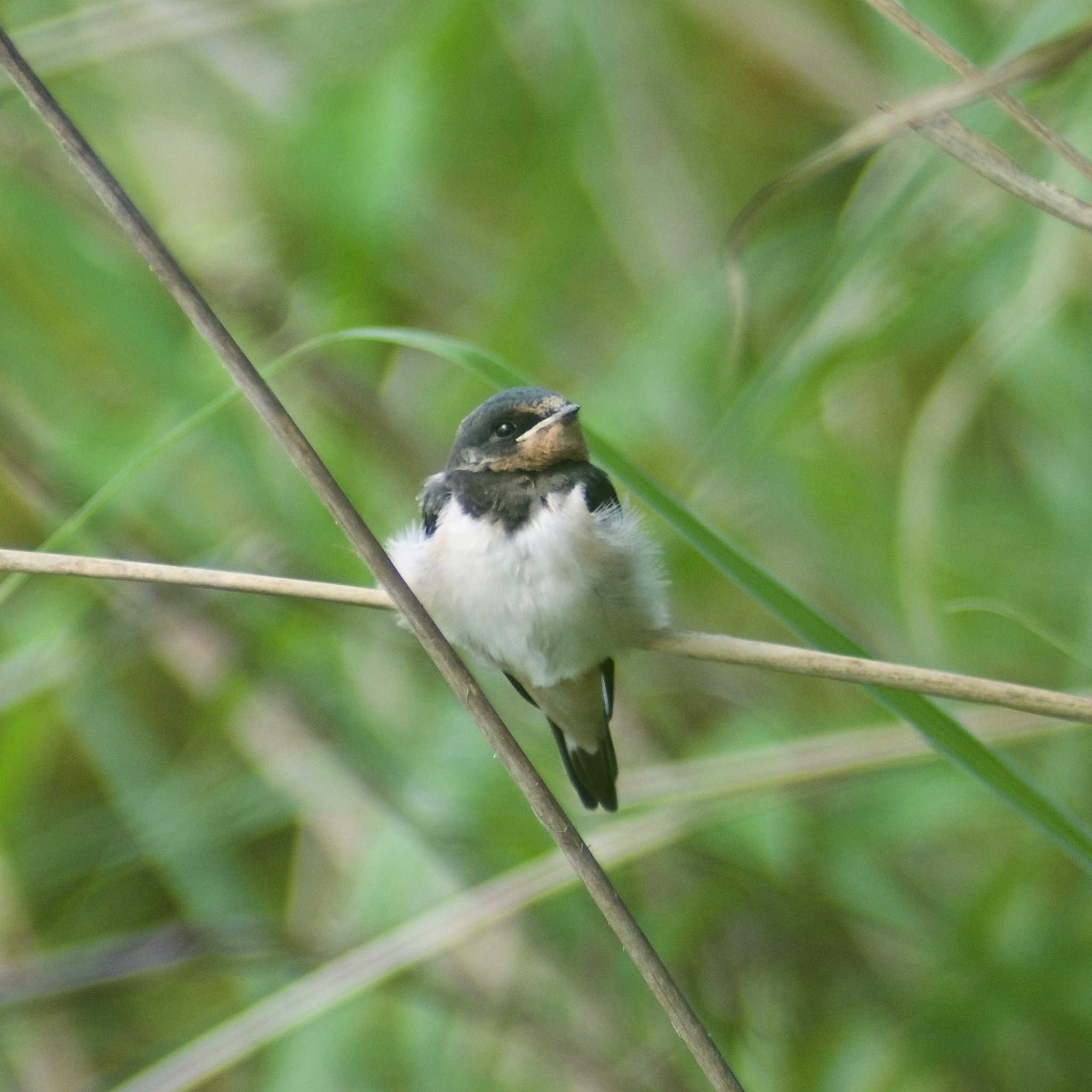 Photo of Barn Swallow at 奈良県奈良市 by veritas_vita