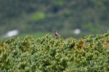 Pine Grosbeak 大雪山国立公園(北海道) Sat, 6/26/2021