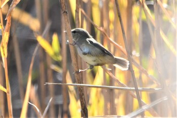 ムジセッカ ふなばし三番瀬海浜公園 2021年12月15日(水)