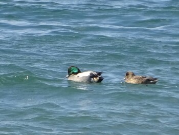 Wed, 12/15/2021 Birding report at 和歌山県田辺市新庄町