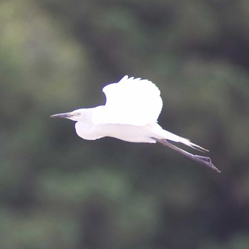 チュウサギ 奈良県奈良市 2017年6月3日(土)