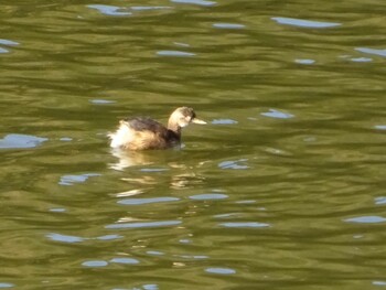 Little Grebe ひき岩群国民休養地 Wed, 12/15/2021