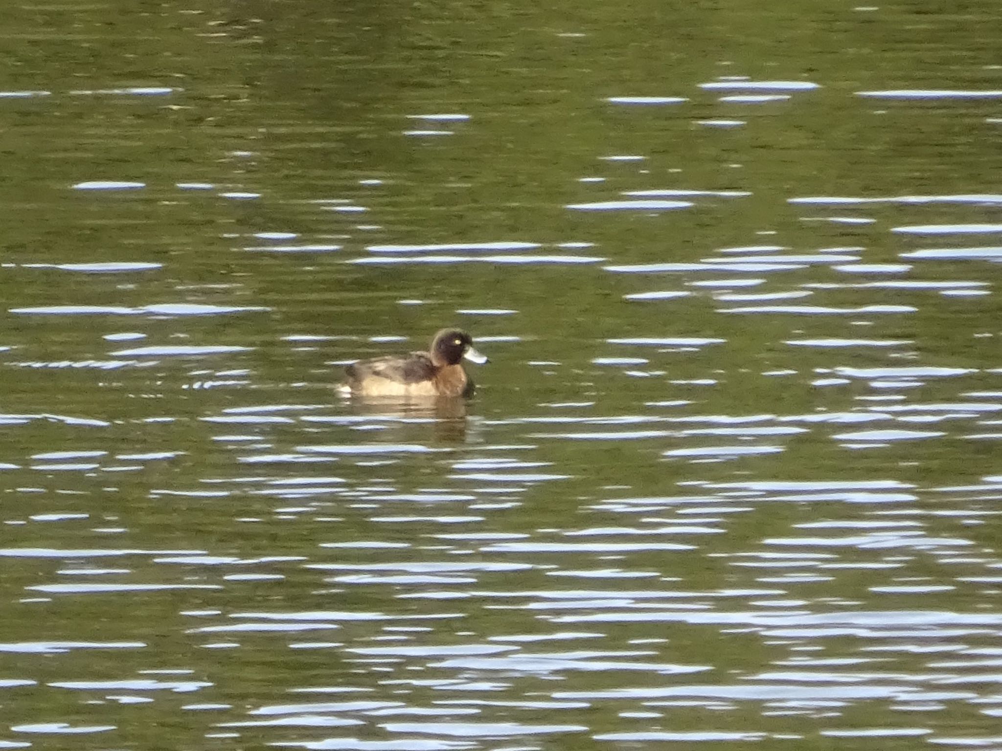 Photo of Tufted Duck at ひき岩群国民休養地 by kitaD