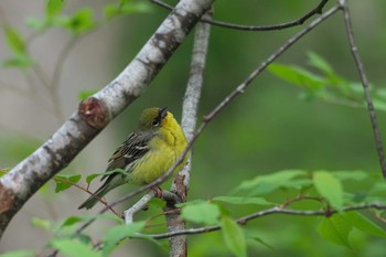 Yellow Bunting 長野 Sat, 6/3/2017