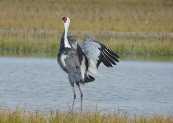 White-naped Crane Izumi Crane Observation Center Sat, 12/11/2021