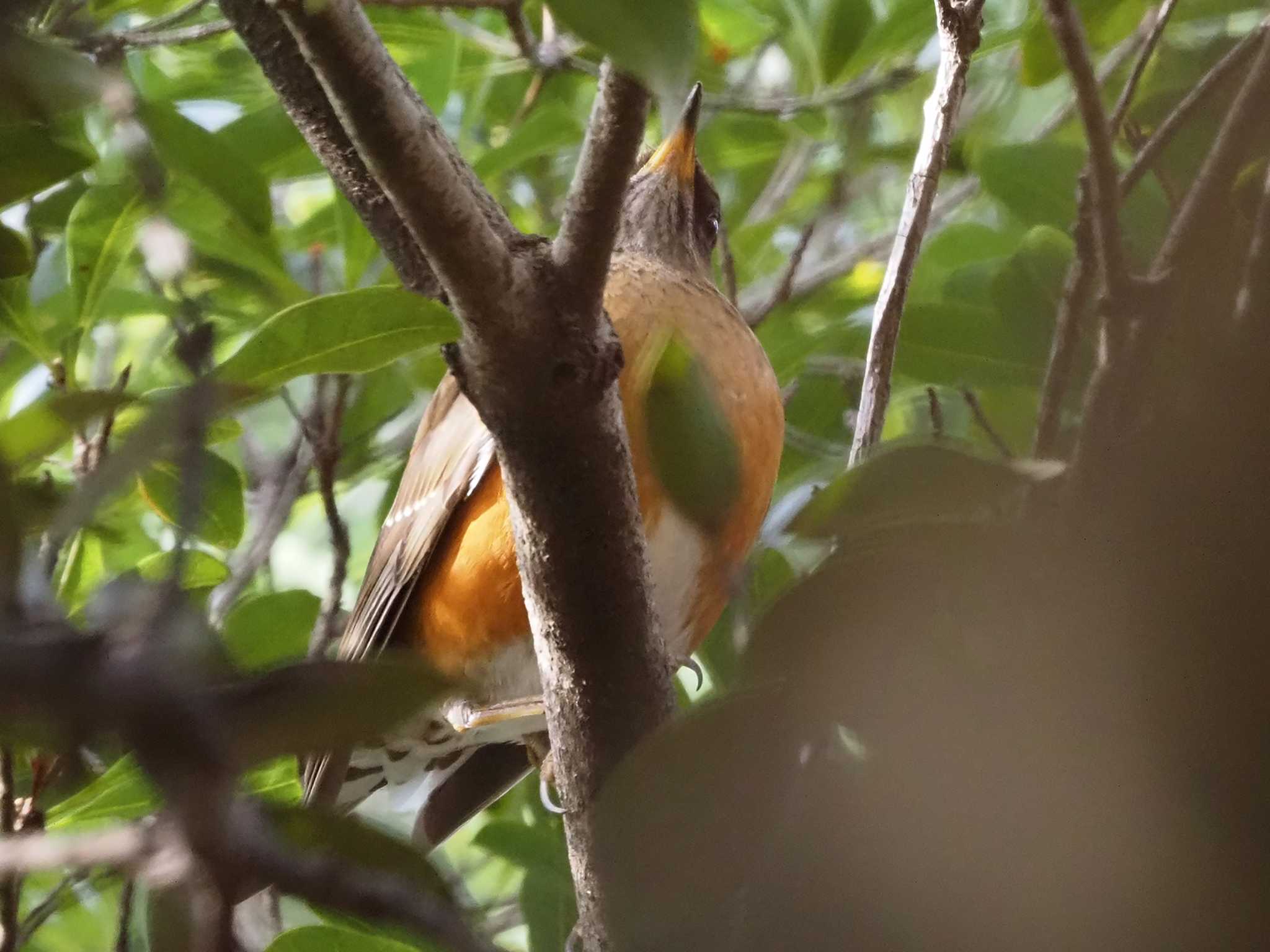 アカハラ