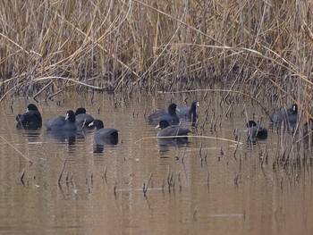 オオバン 葛西臨海公園 2021年12月12日(日)