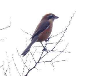 モズ 葛西臨海公園 2021年12月12日(日)