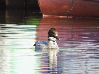 Falcated Duck くろんど園地 Thu, 12/9/2021