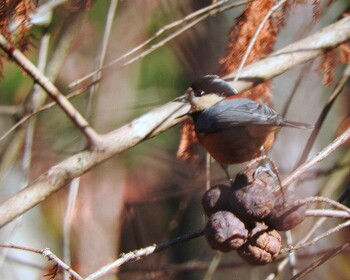 2021年12月9日(木) くろんど園地の野鳥観察記録