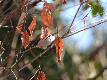 エナガ 静岡県立森林公園 2021年12月15日(水)