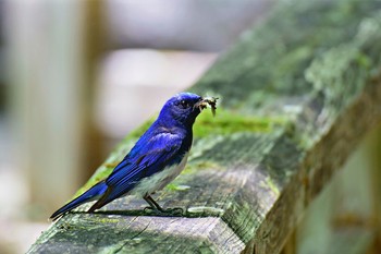 Blue-and-white Flycatcher 日光裏見の滝 Sat, 6/3/2017