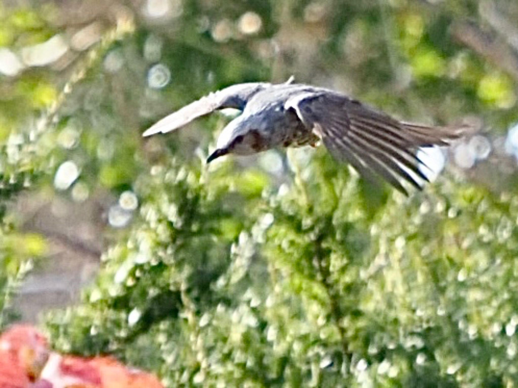 Brown-eared Bulbul