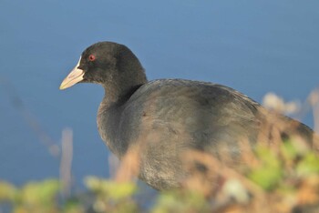 2021年12月12日(日) 境川遊水地公園の野鳥観察記録