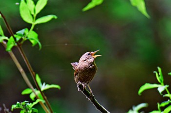 Sat, 6/3/2017 Birding report at 日光裏見の滝