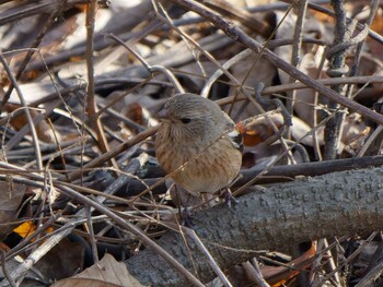 2021年12月16日(木) 新横浜公園の野鳥観察記録