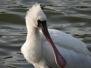 2021年12月15日(水) 兵庫県神戸市の野鳥観察記録