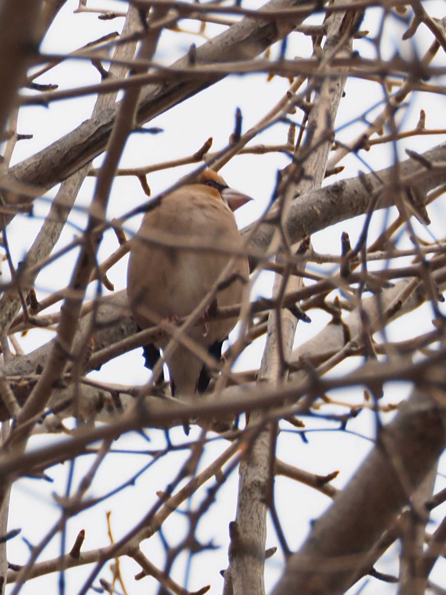 Hawfinch