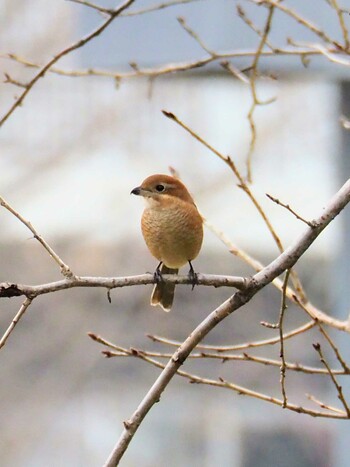 Fri, 12/17/2021 Birding report at 東京都世田谷区